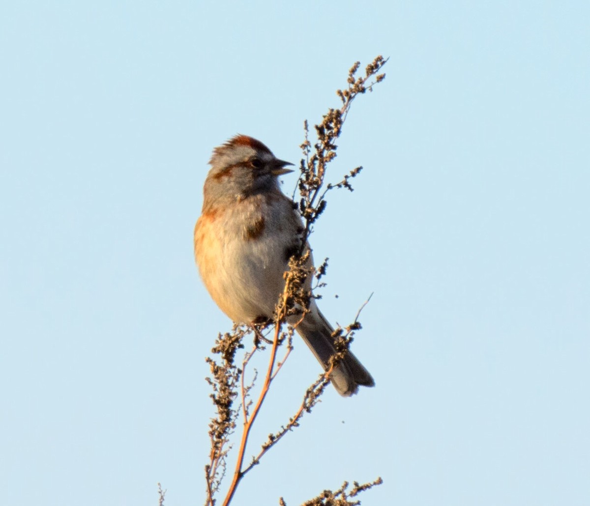 American Tree Sparrow - ML646622426