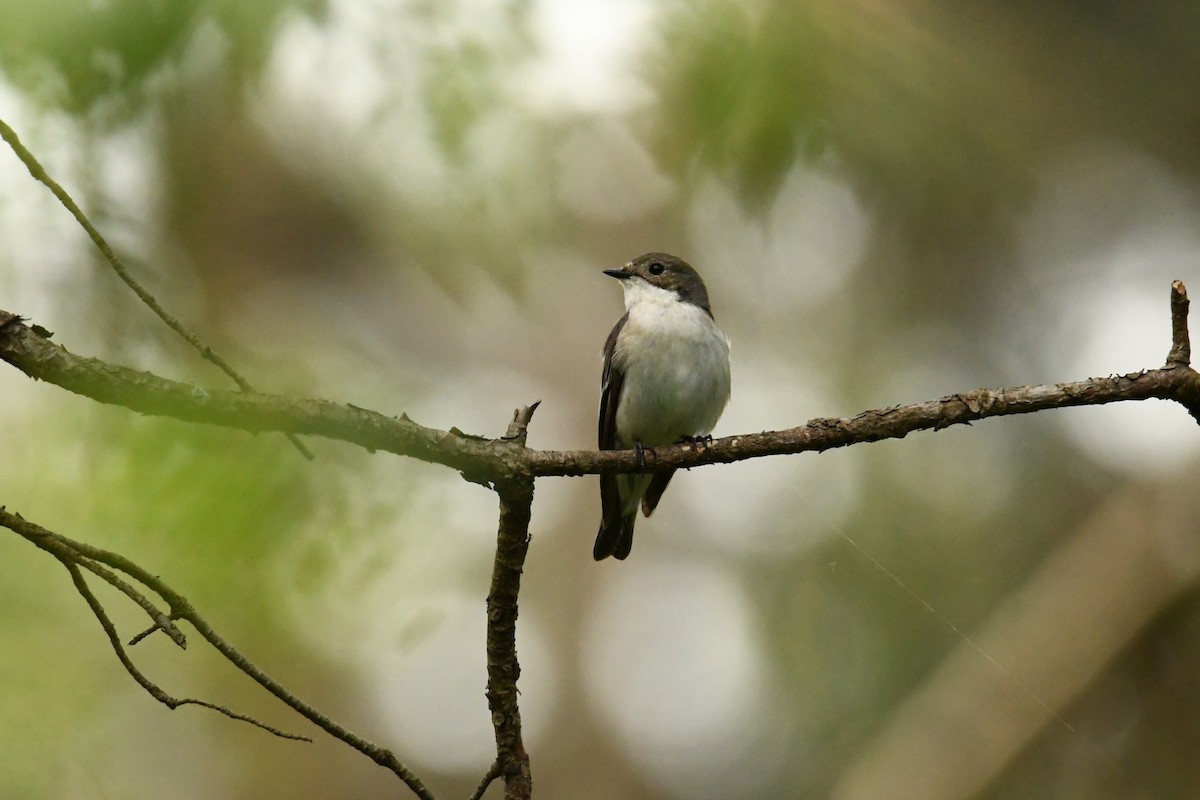 Euli-txori beltza - ML646622427