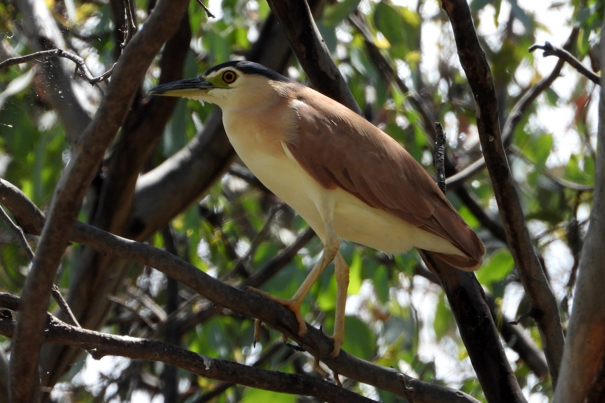 Nankeen Night Heron - ML646622431