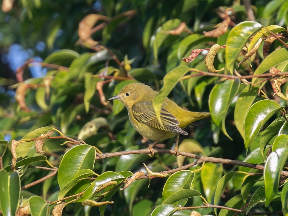 Northern Yellow Warbler - ML646622432