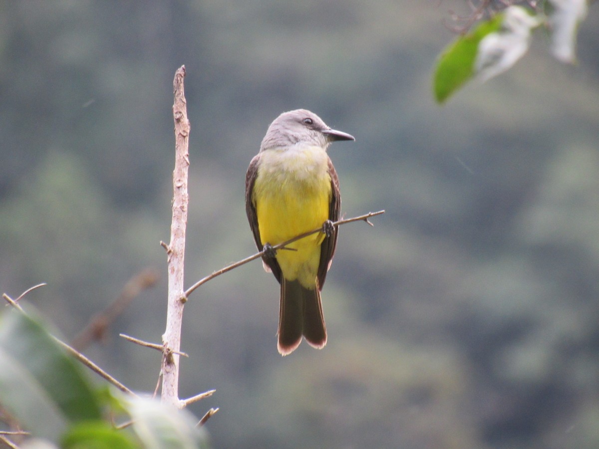 Tropical Kingbird - ML646622433