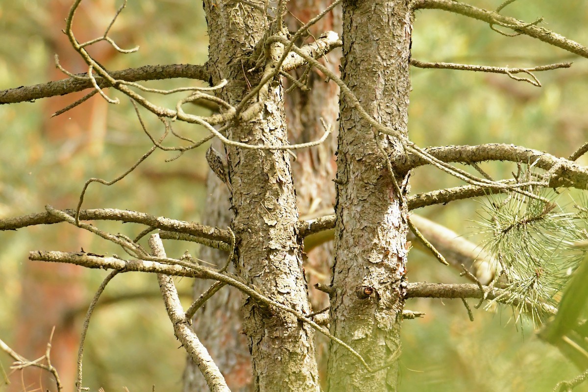 Gerri-txori arrunta - ML646622434