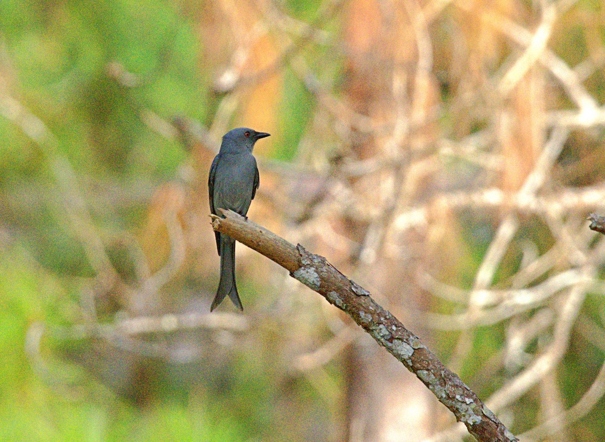 Ashy Drongo - ML646622438