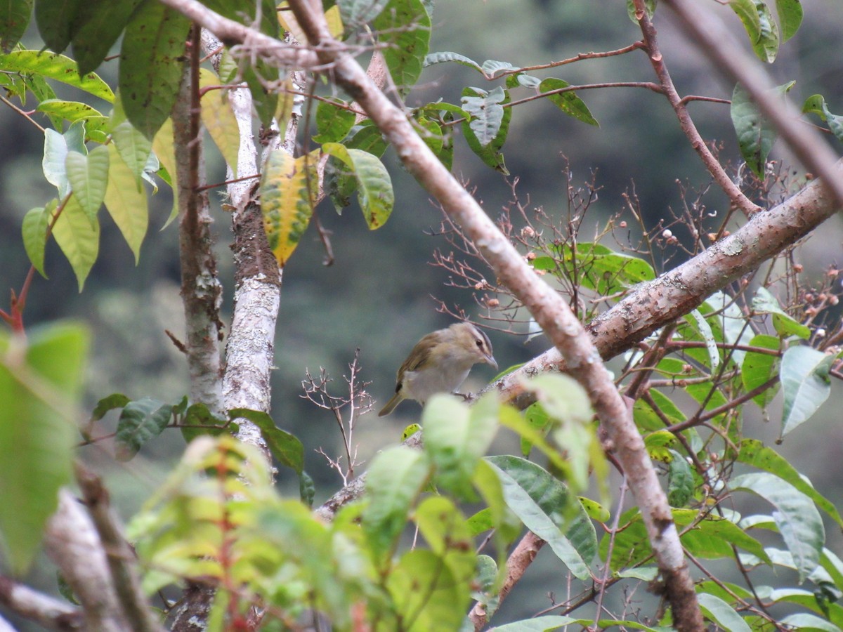 Chivi Vireo - ML646622439