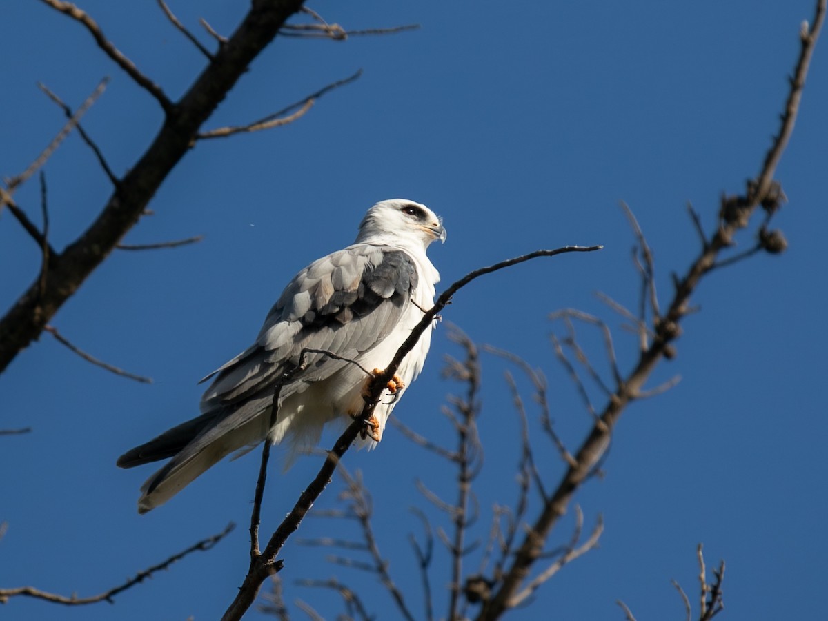 White-tailed Kite - ML646622440