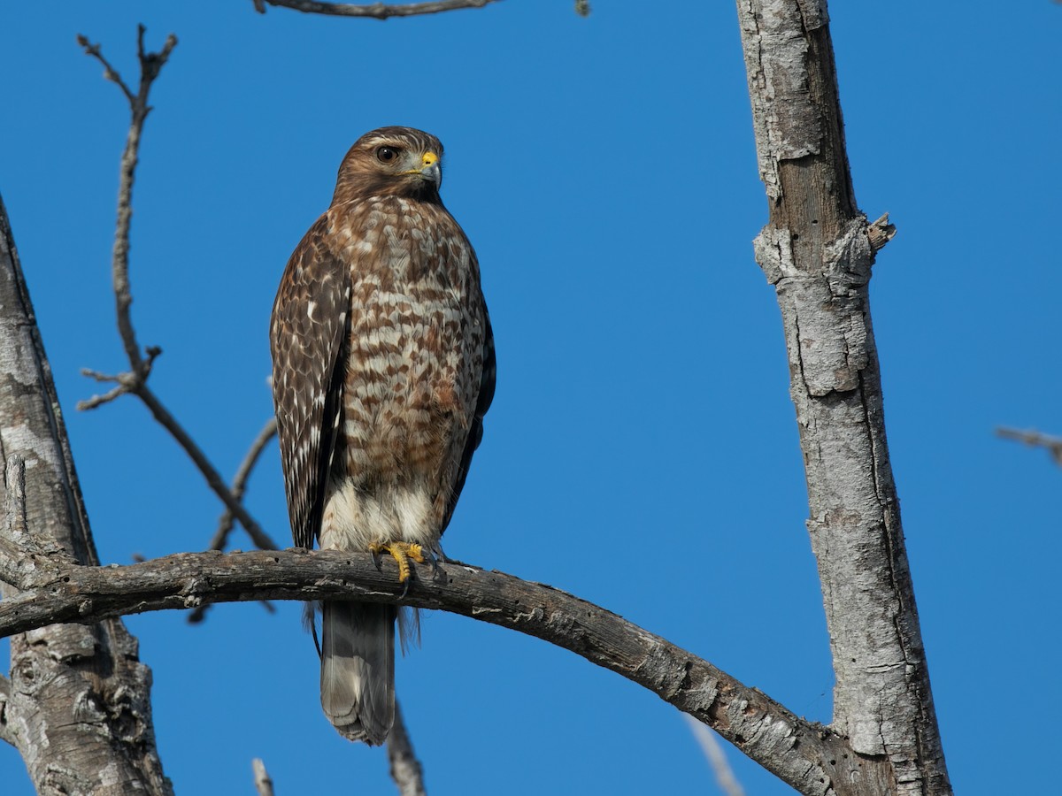 Red-shouldered Hawk - ML646622441