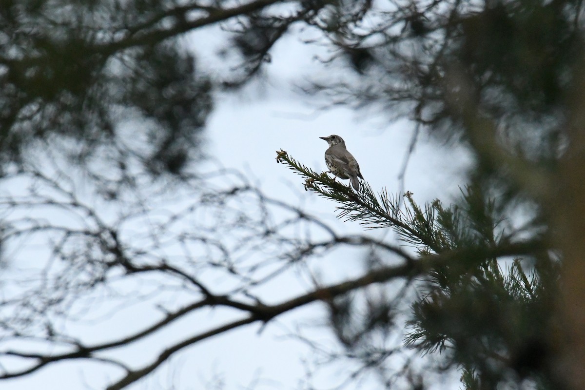 Garraztarro eurasiarra - ML646622442