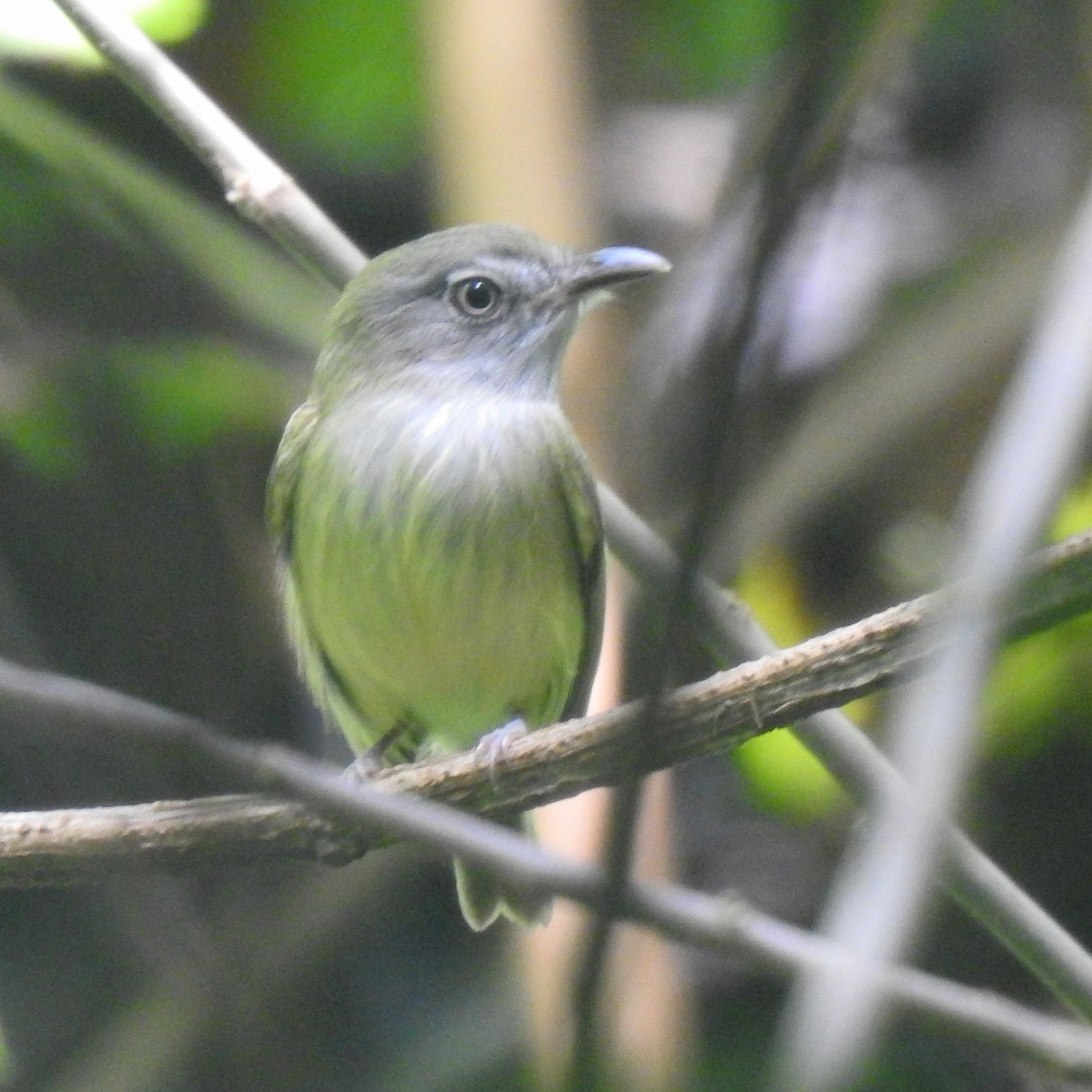 Northern Bentbill - ML646622443