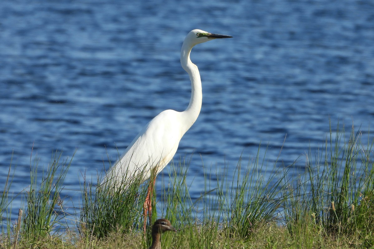 לבנית קטנה - ML646622445