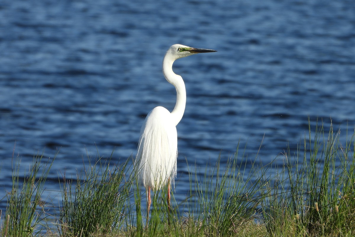 לבנית קטנה - ML646622446