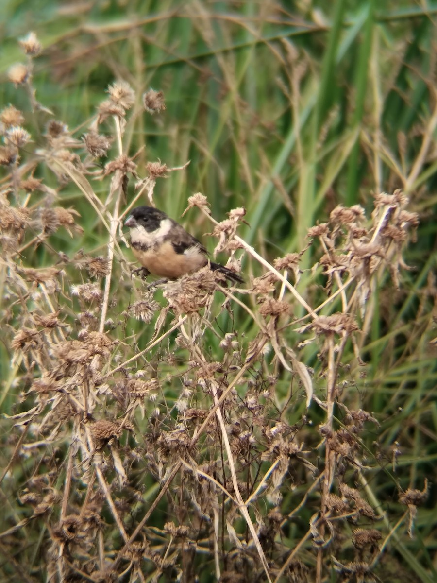 Cinnamon-rumped Seedeater - ML646622449