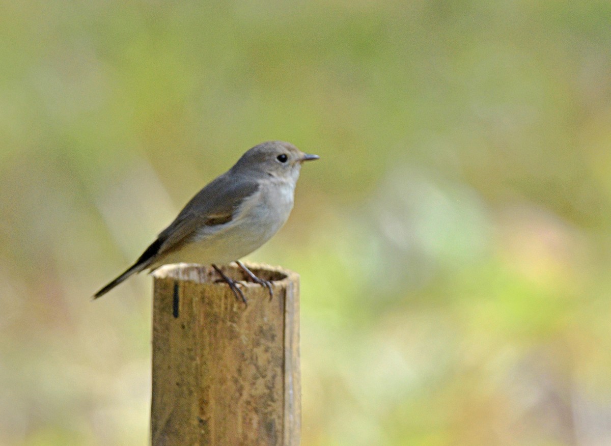 Taigako euli-txoria - ML646622450