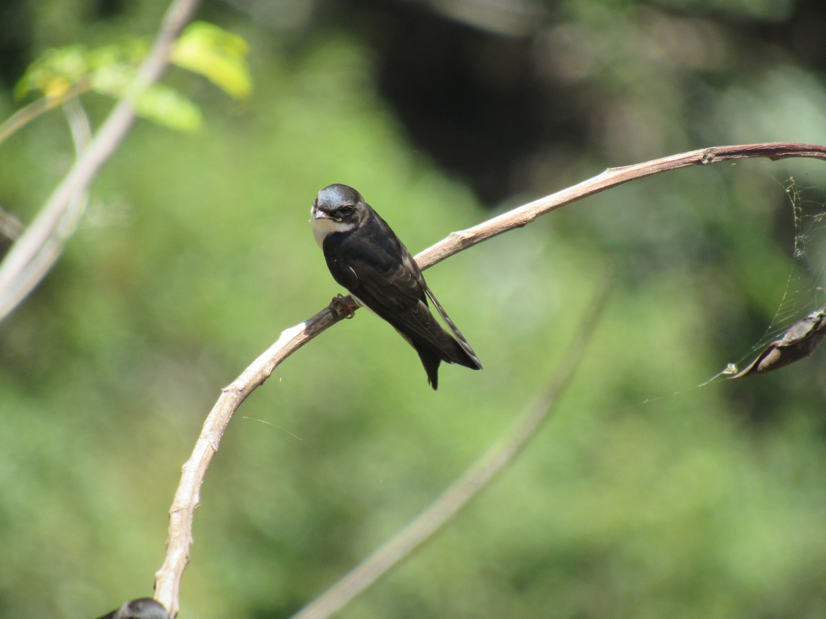 Blue-and-white Swallow - ML646622451