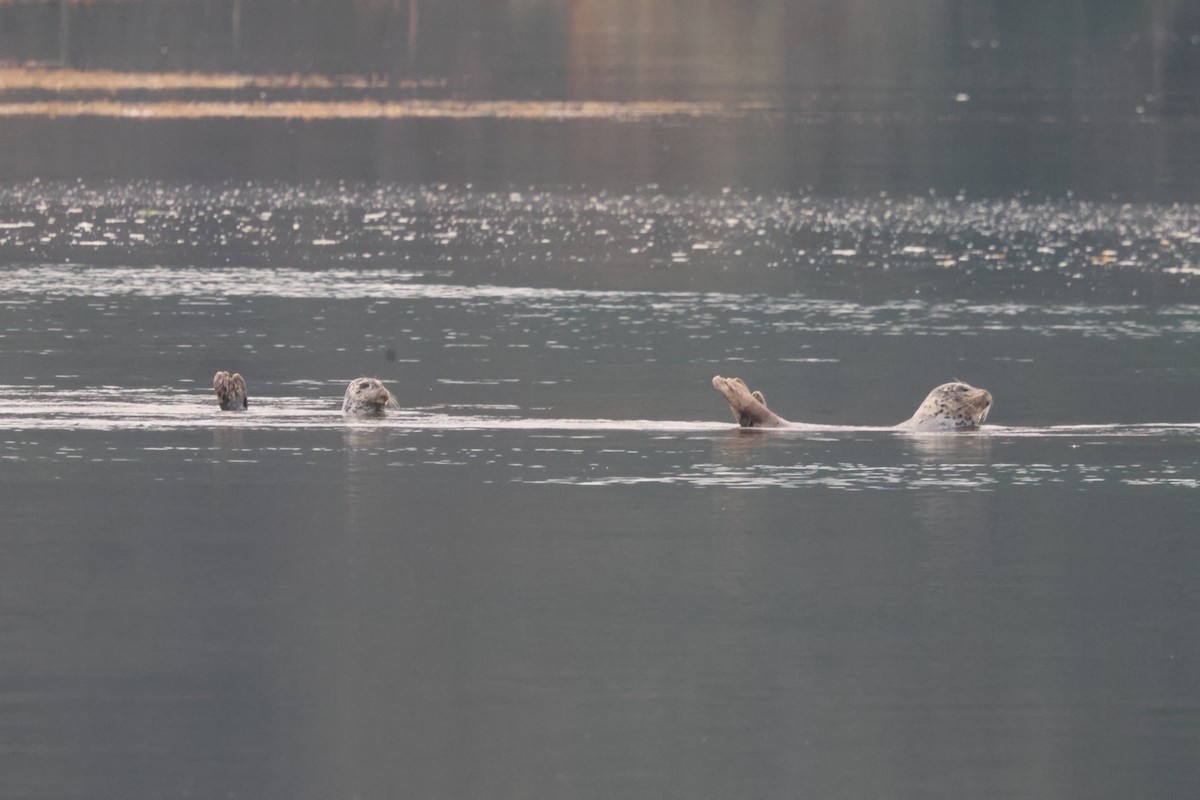 Pacific Harbor Seal - ML646622455