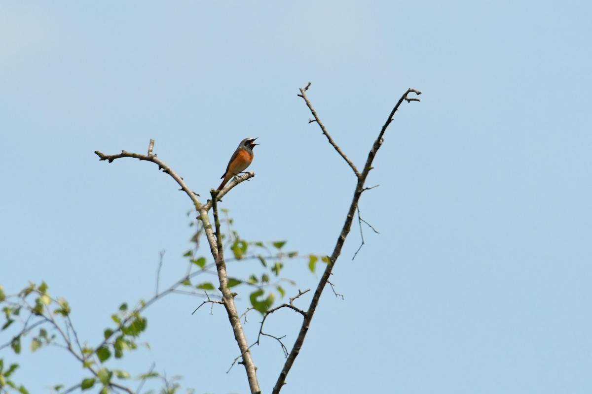 Common Redstart - ML646622456