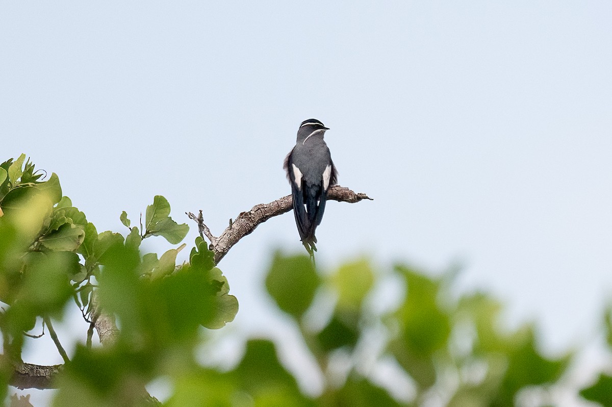 Усатый клехо - ML646622457