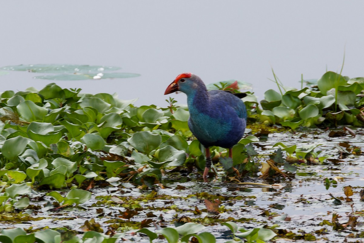 slípka šedohlavá - ML646622458