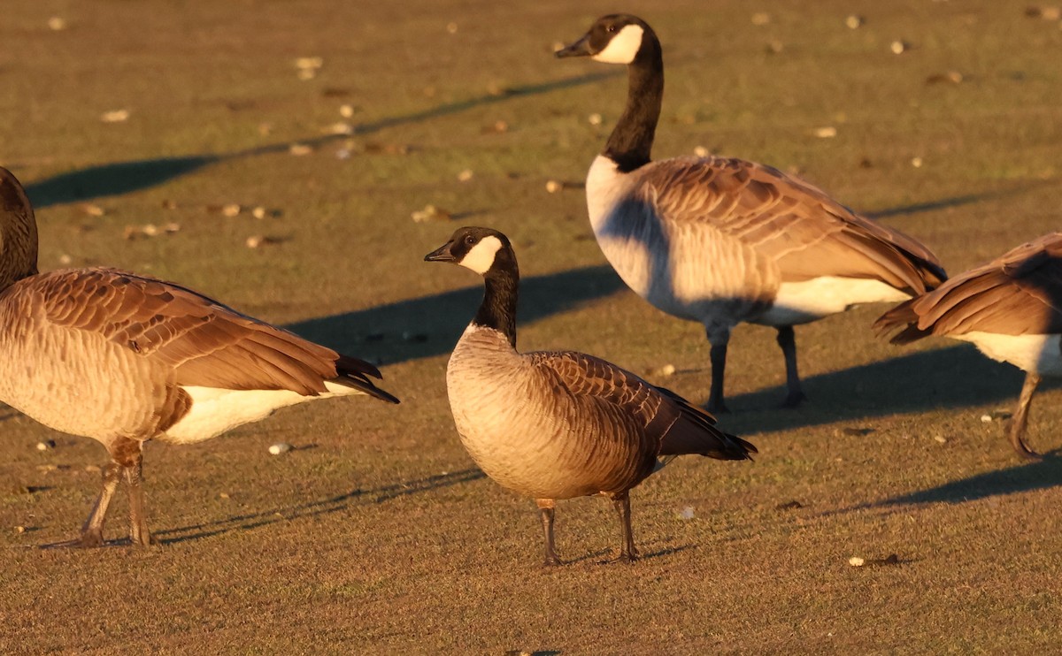 Zwergkanadagans - ML646622459