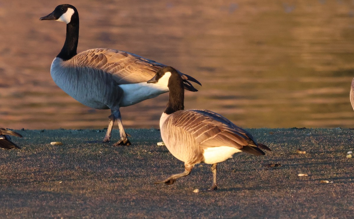 Zwergkanadagans - ML646622460