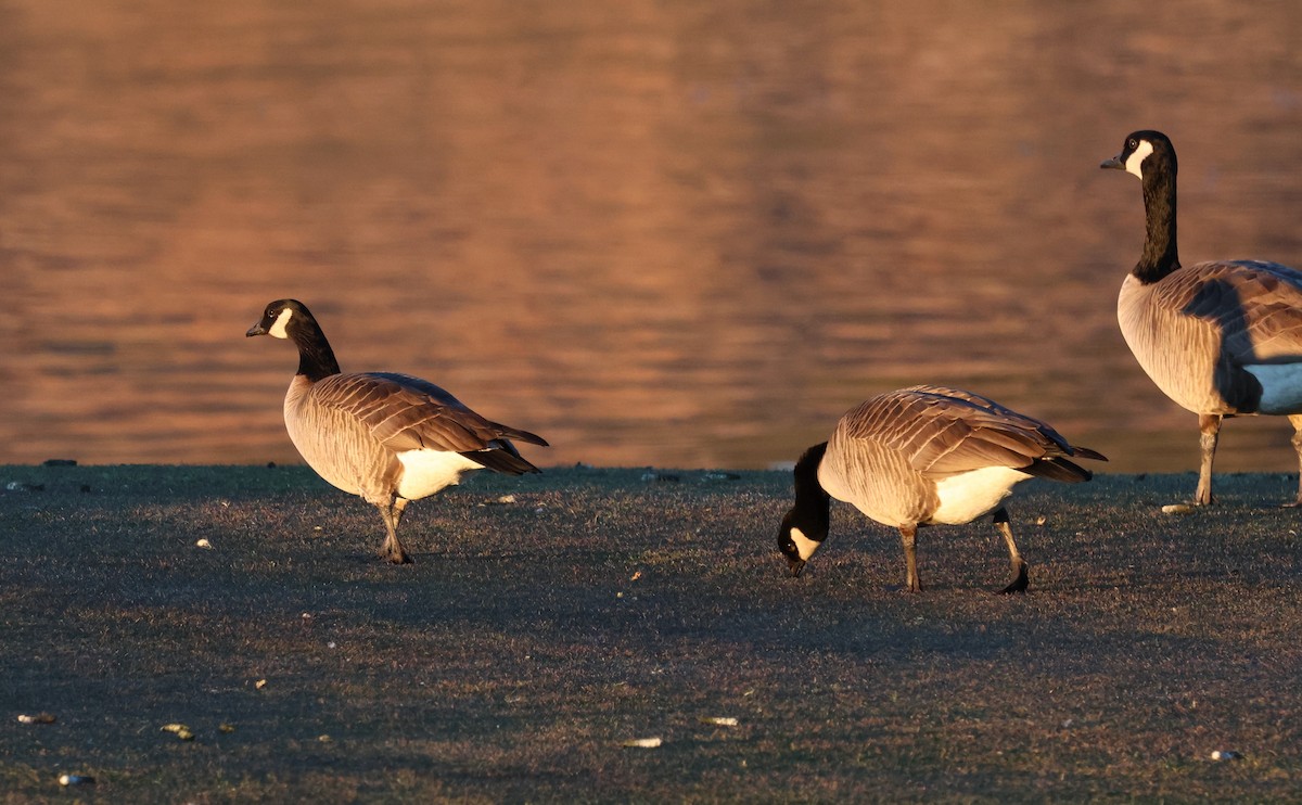 Zwergkanadagans - ML646622461