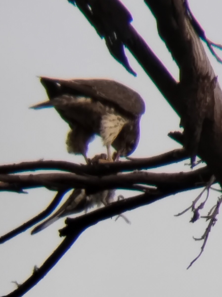 Merlin - ML646622465