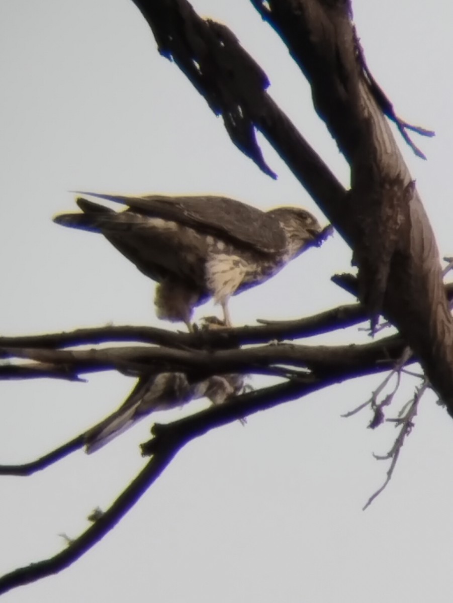 Merlin - ML646622466