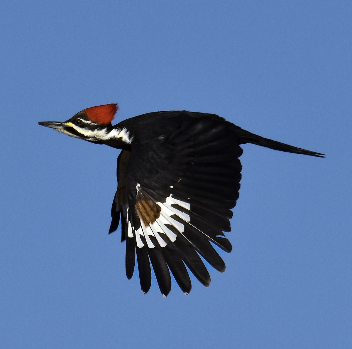 Kuzey Amerika Kara Ağaçkakanı - ML646622467