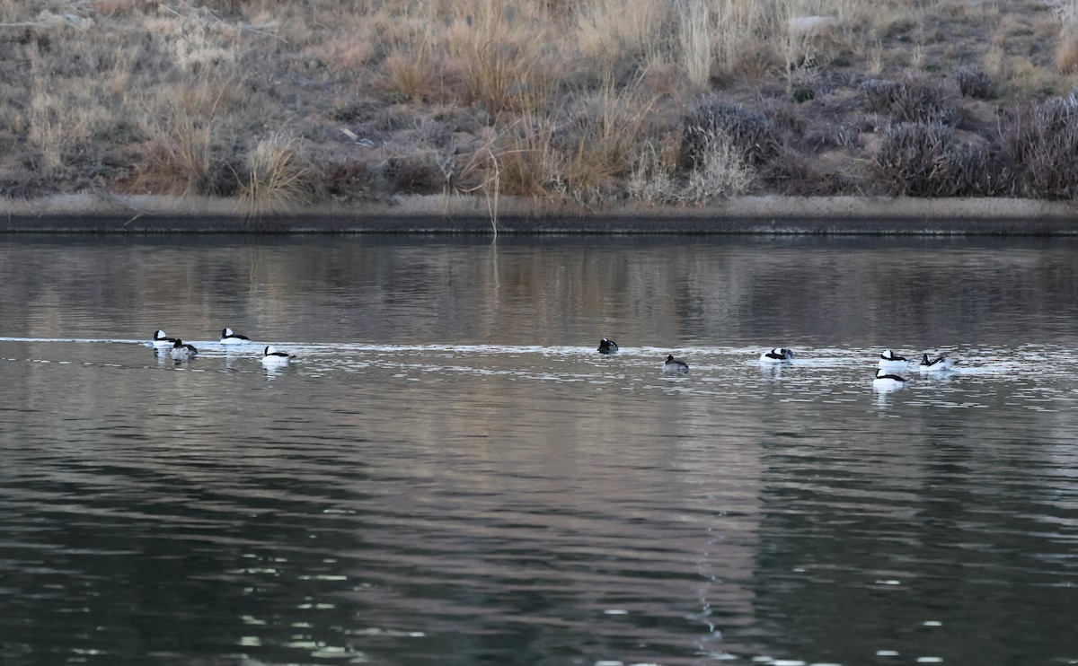 עבראש לבנוני - ML646622468