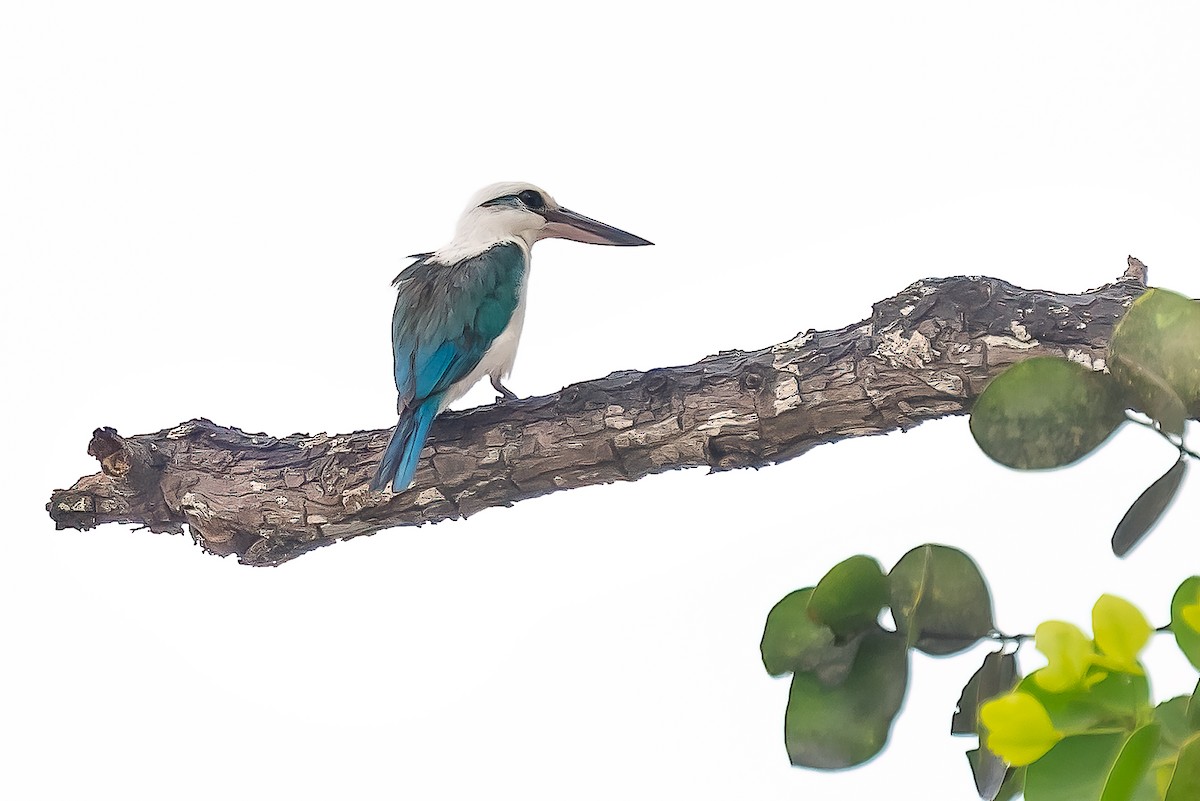 Kumsal Yalıçapkını - ML646622469