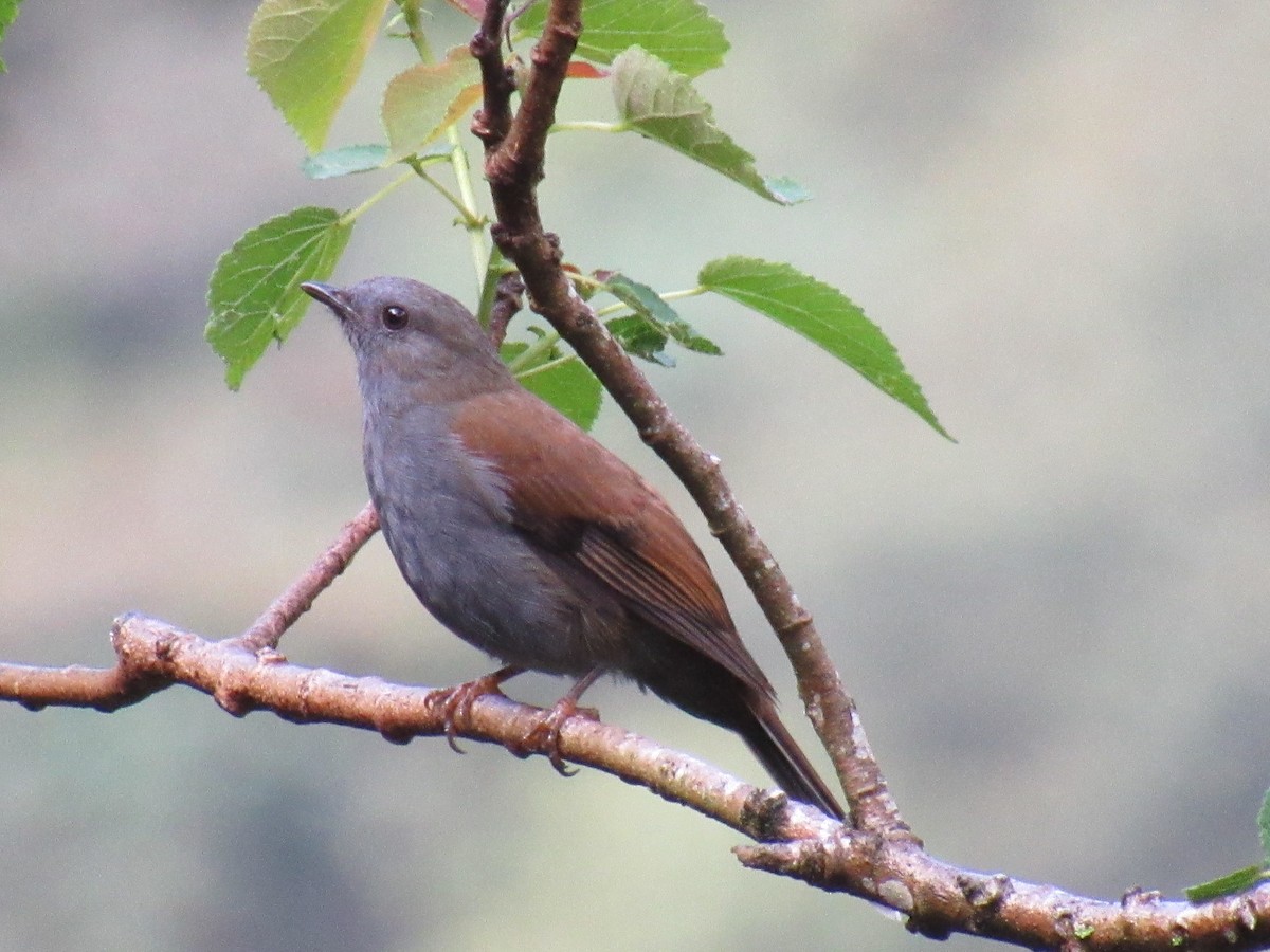 Andean Solitaire - ML646622474