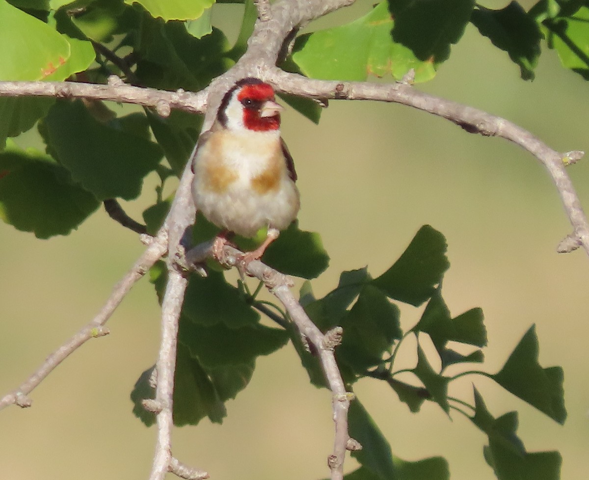 European Goldfinch - ML646622475