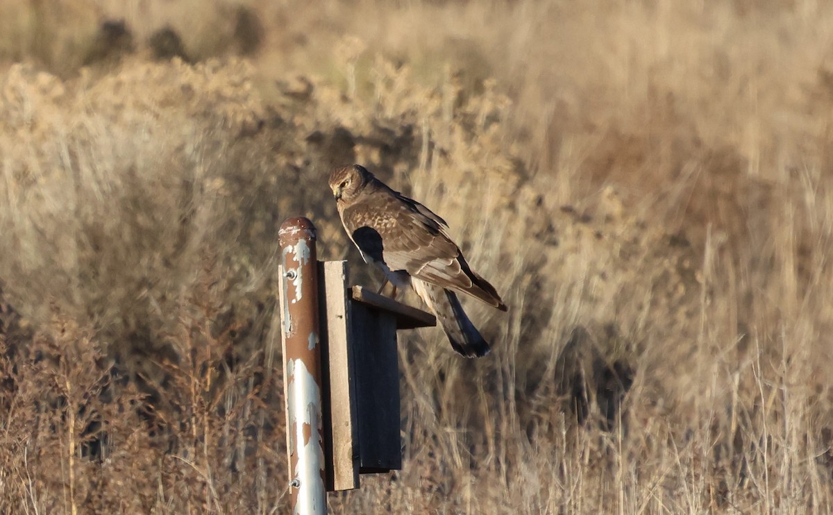 זרון אמריקני - ML646622476