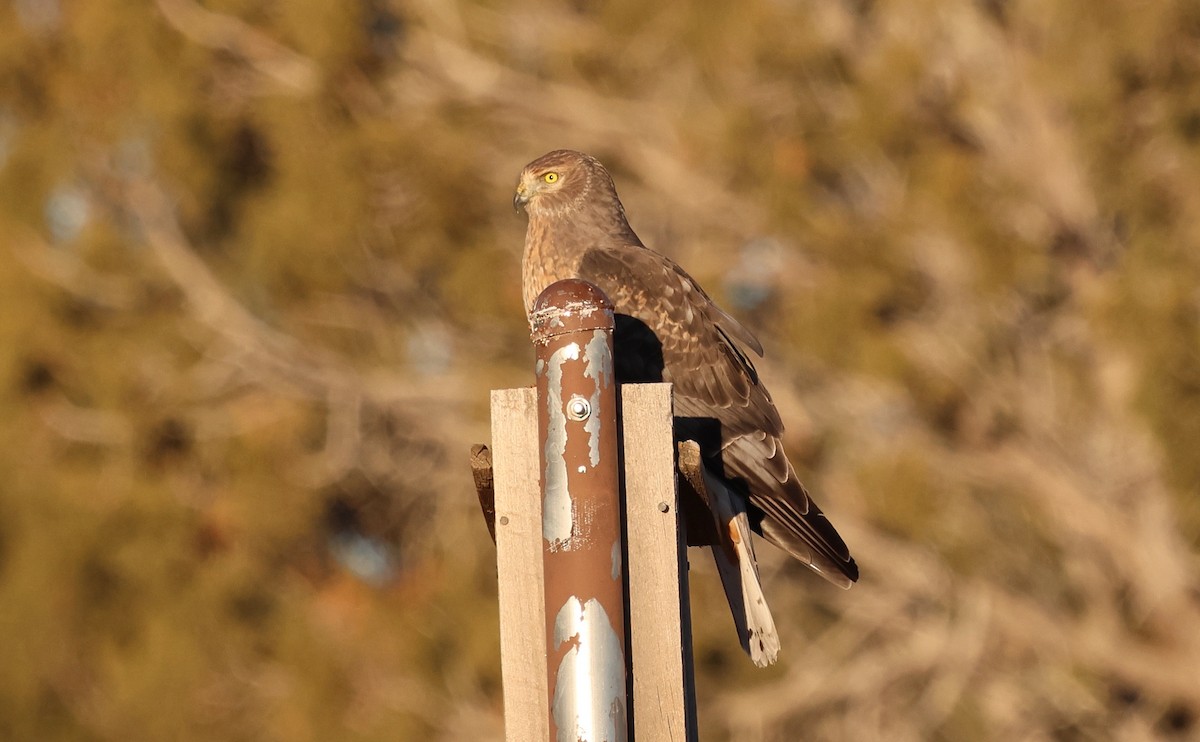 זרון אמריקני - ML646622477