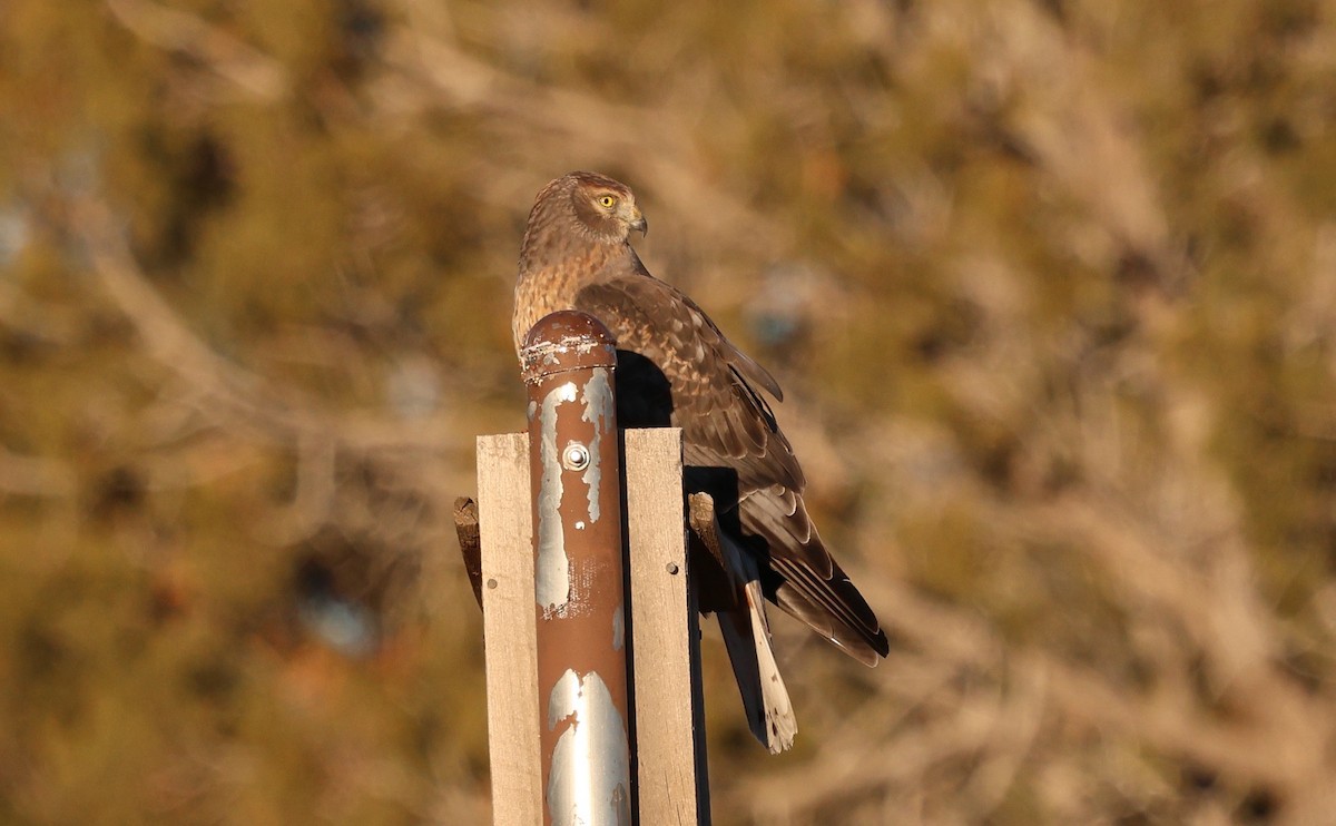 זרון אמריקני - ML646622478
