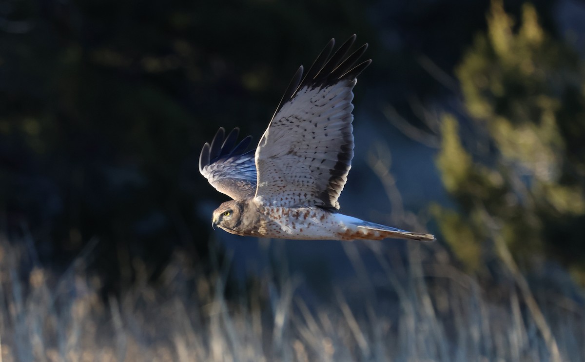 זרון אמריקני - ML646622479