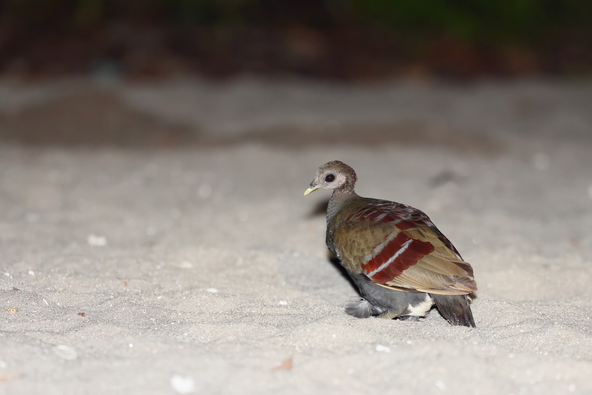 Moluccan Megapode - ML646622480