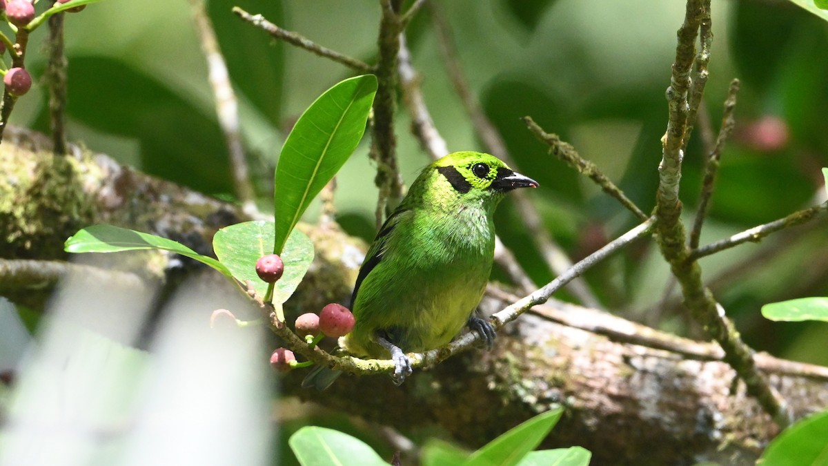 Emerald Tanager - ML646622481