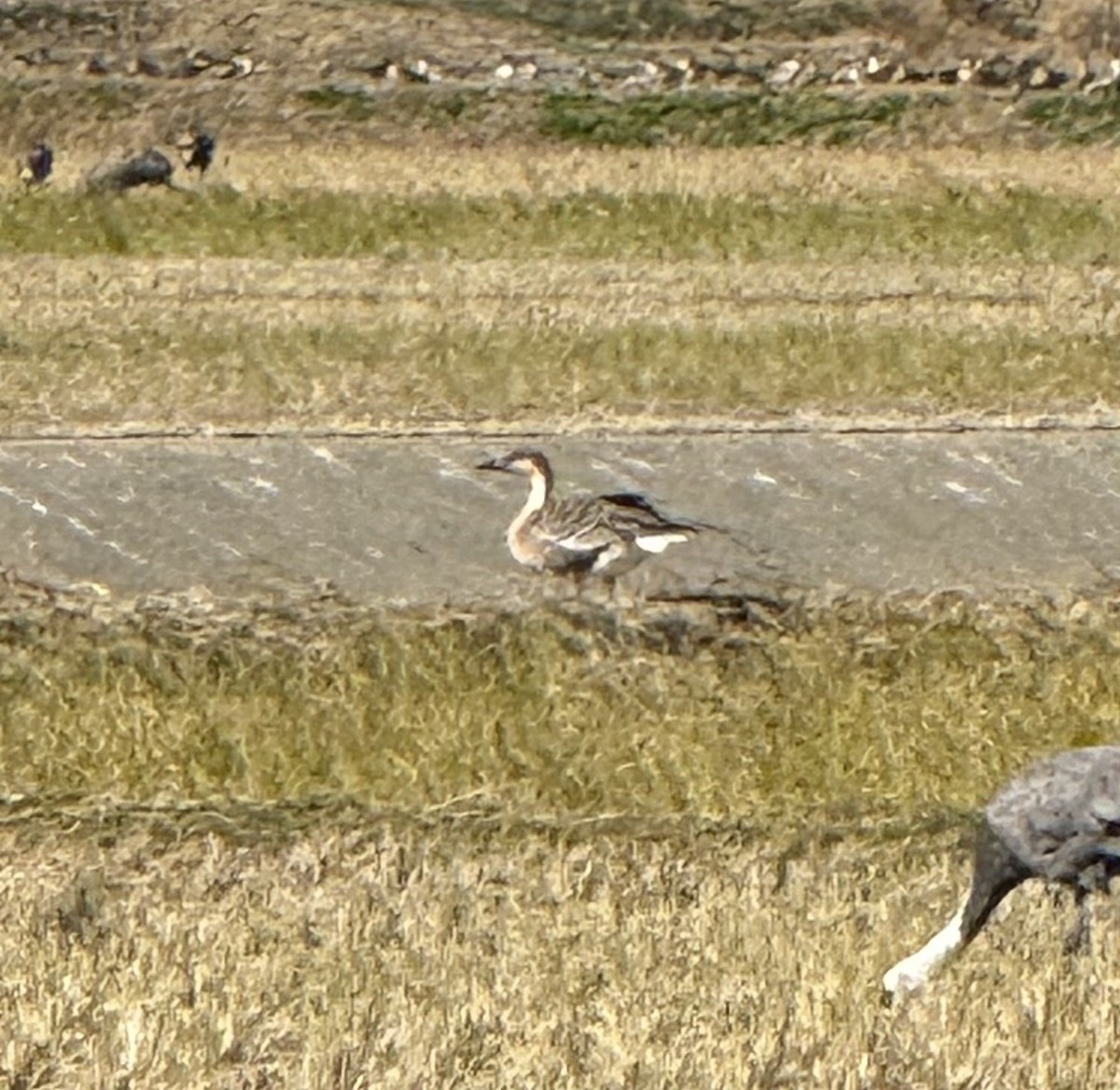 husa labutí - ML646622482