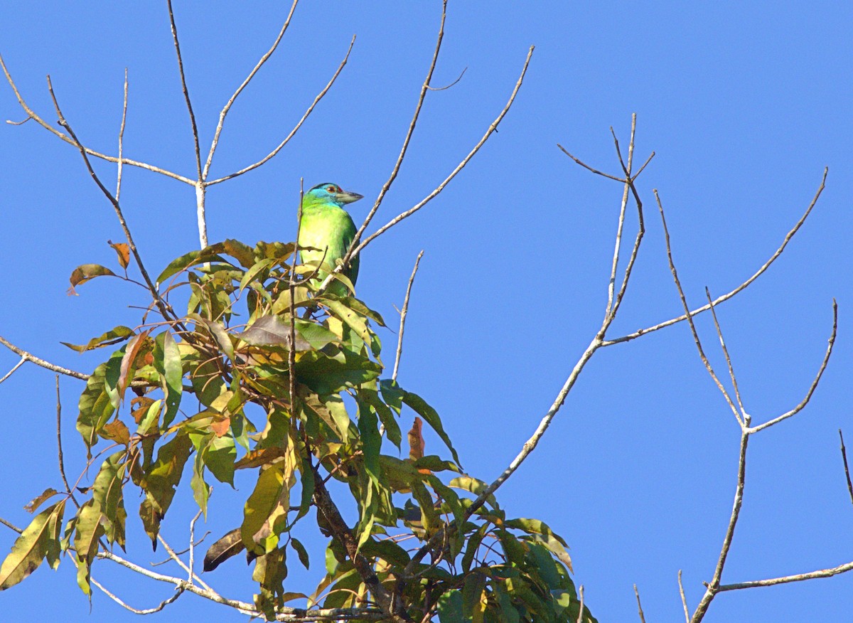 Blue-throated Barbet - ML646622483