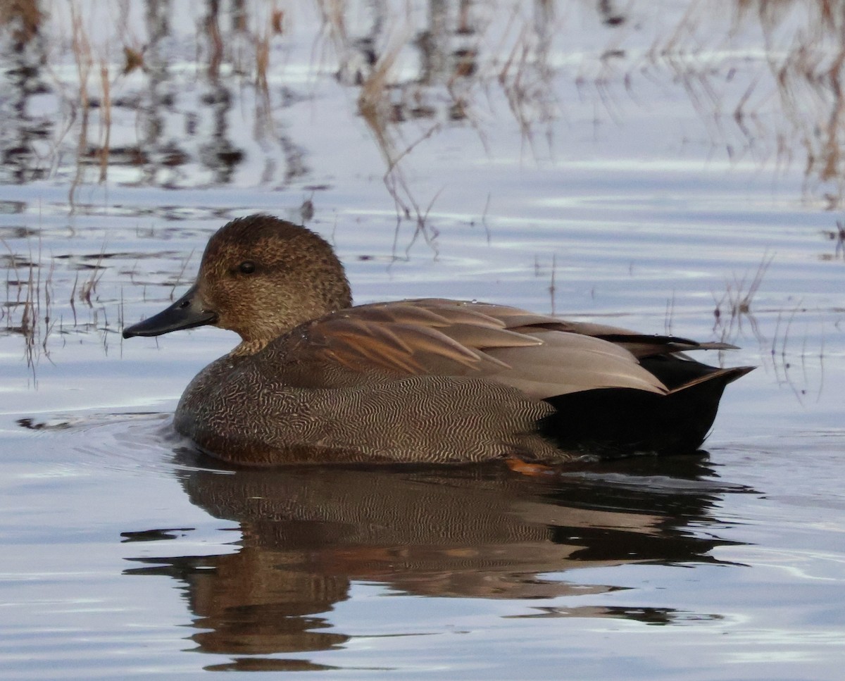 kopřivka obecná - ML646622484