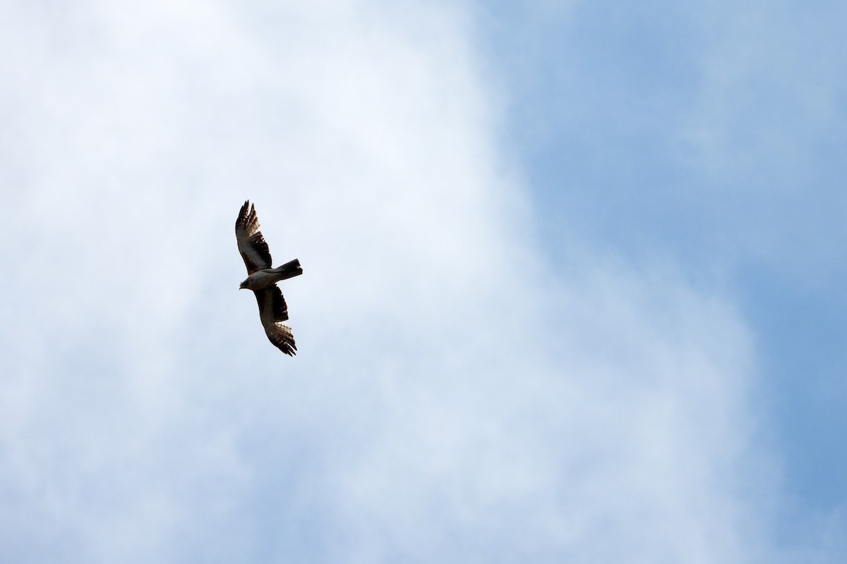 Little Eagle - ML646622485