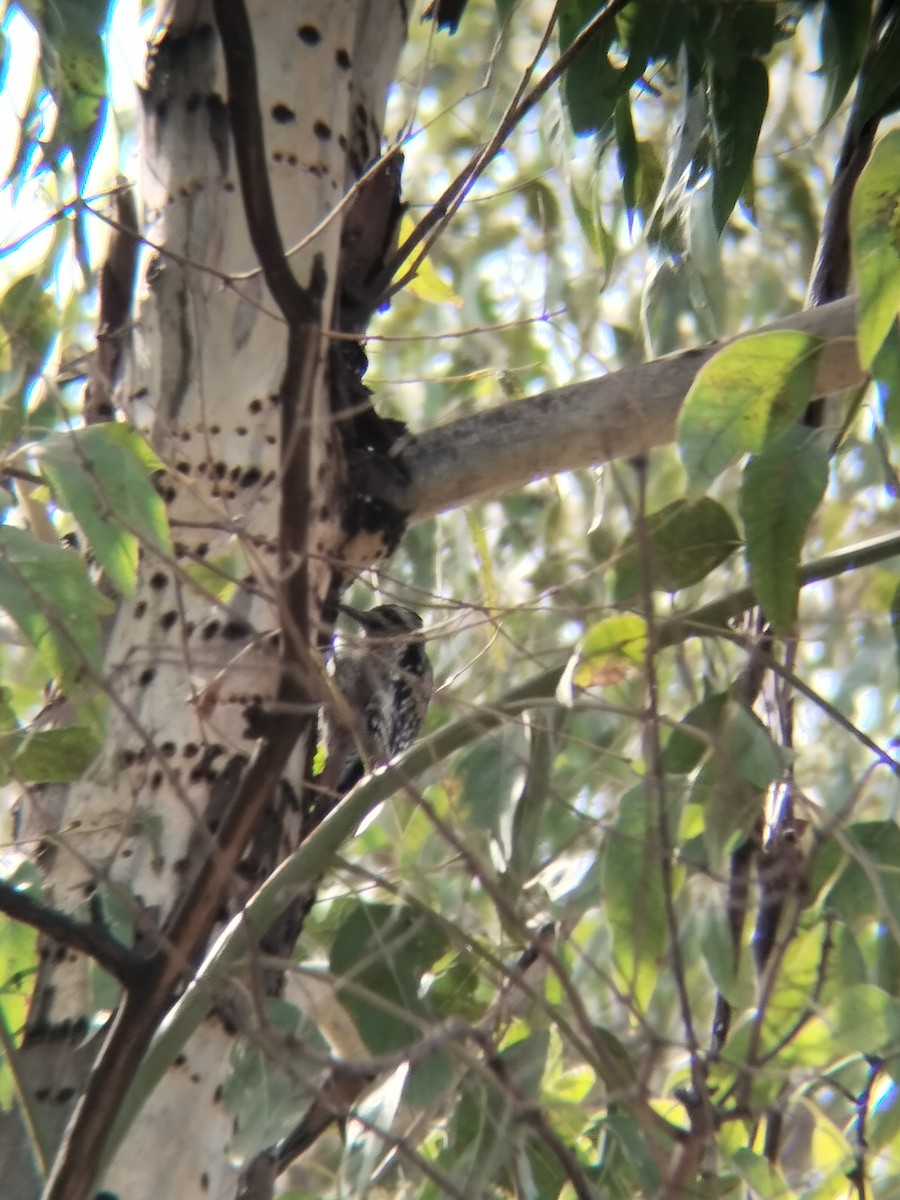 Ladder-backed Woodpecker - ML646622486