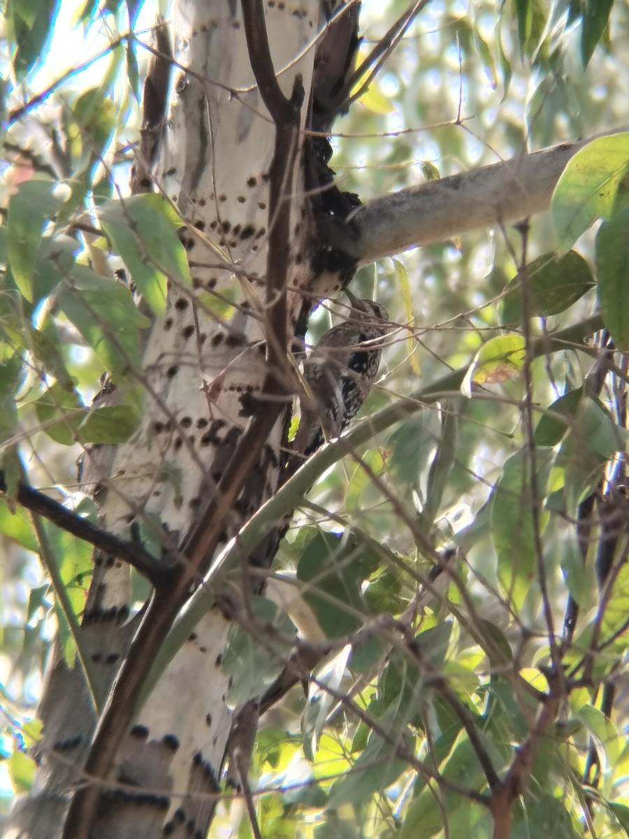 Ladder-backed Woodpecker - ML646622487