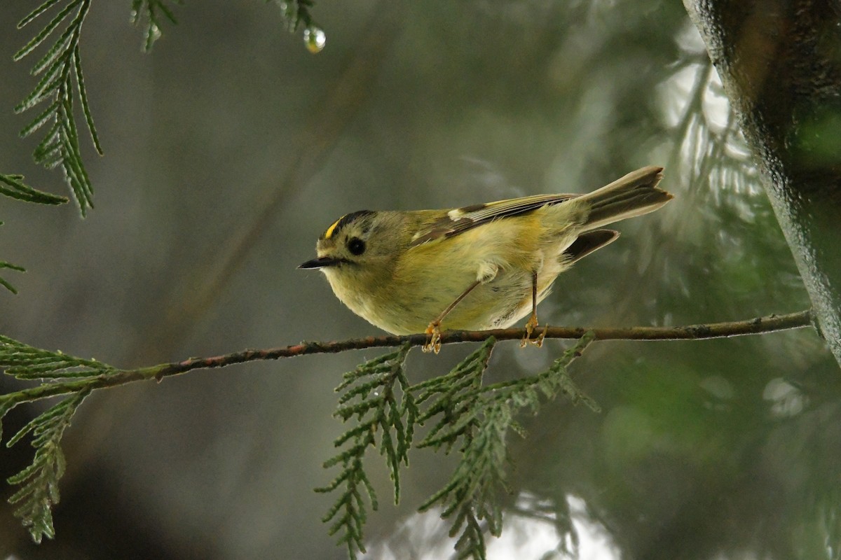 Goldcrest - ML646622489