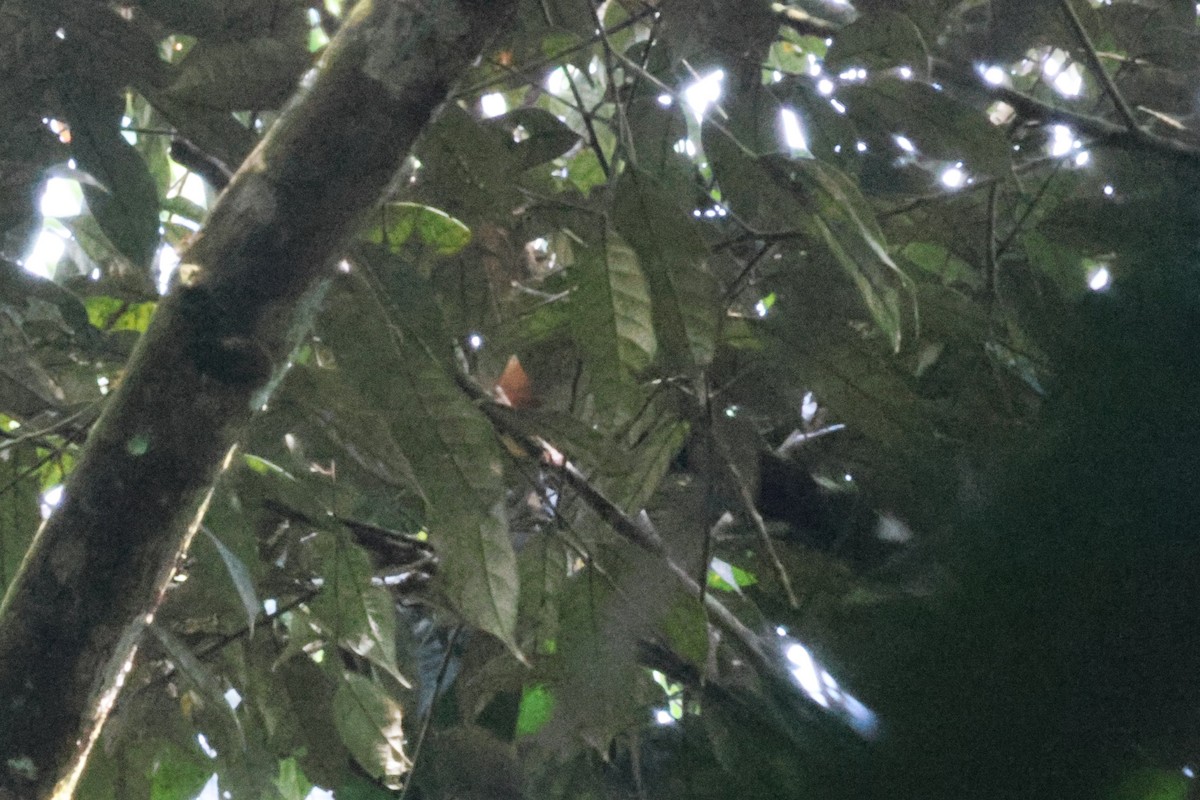 クリイロバンケンモドキ - ML646622490