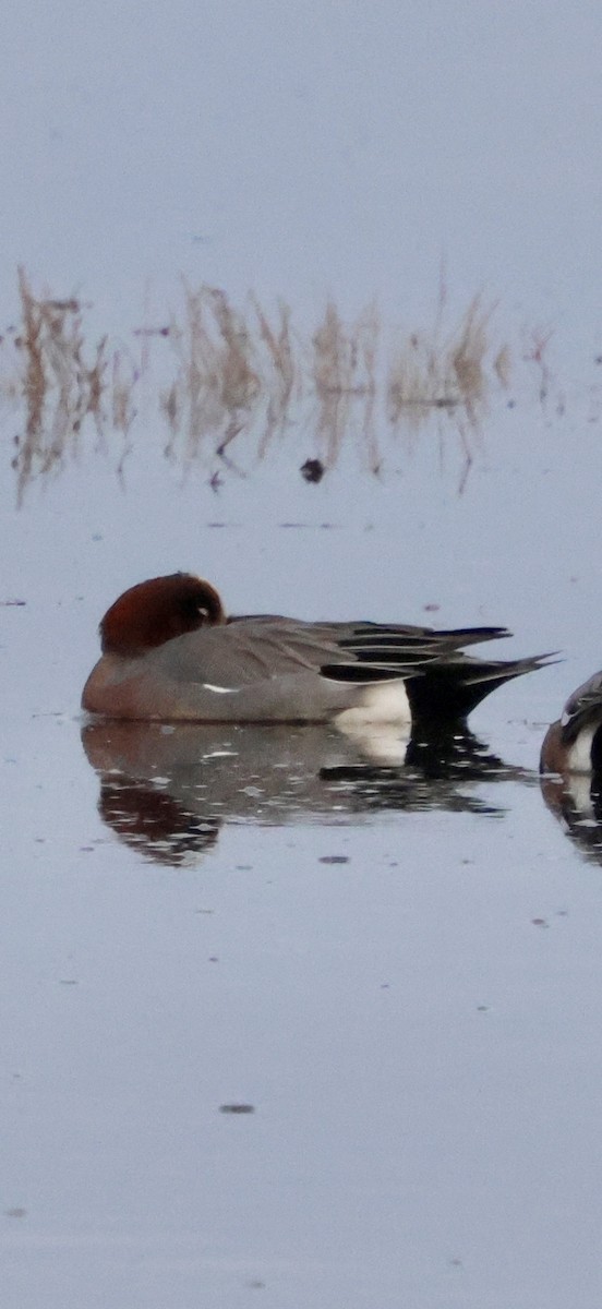 hvízdák eurasijský - ML646622491