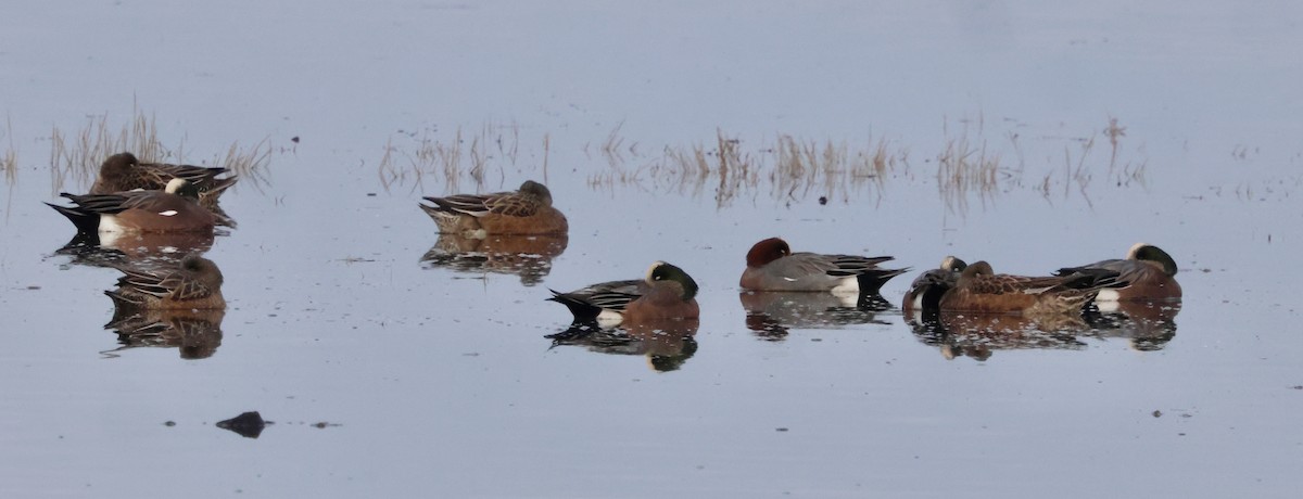 hvízdák eurasijský - ML646622492