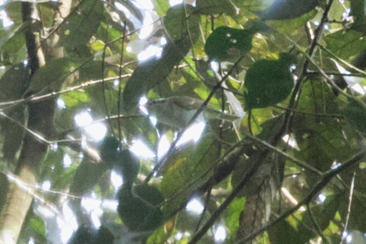 センダイムシクイ - ML646622493