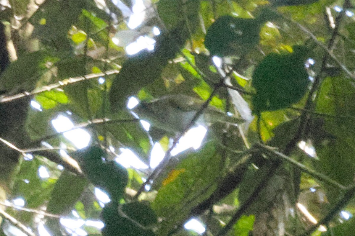 センダイムシクイ - ML646622494