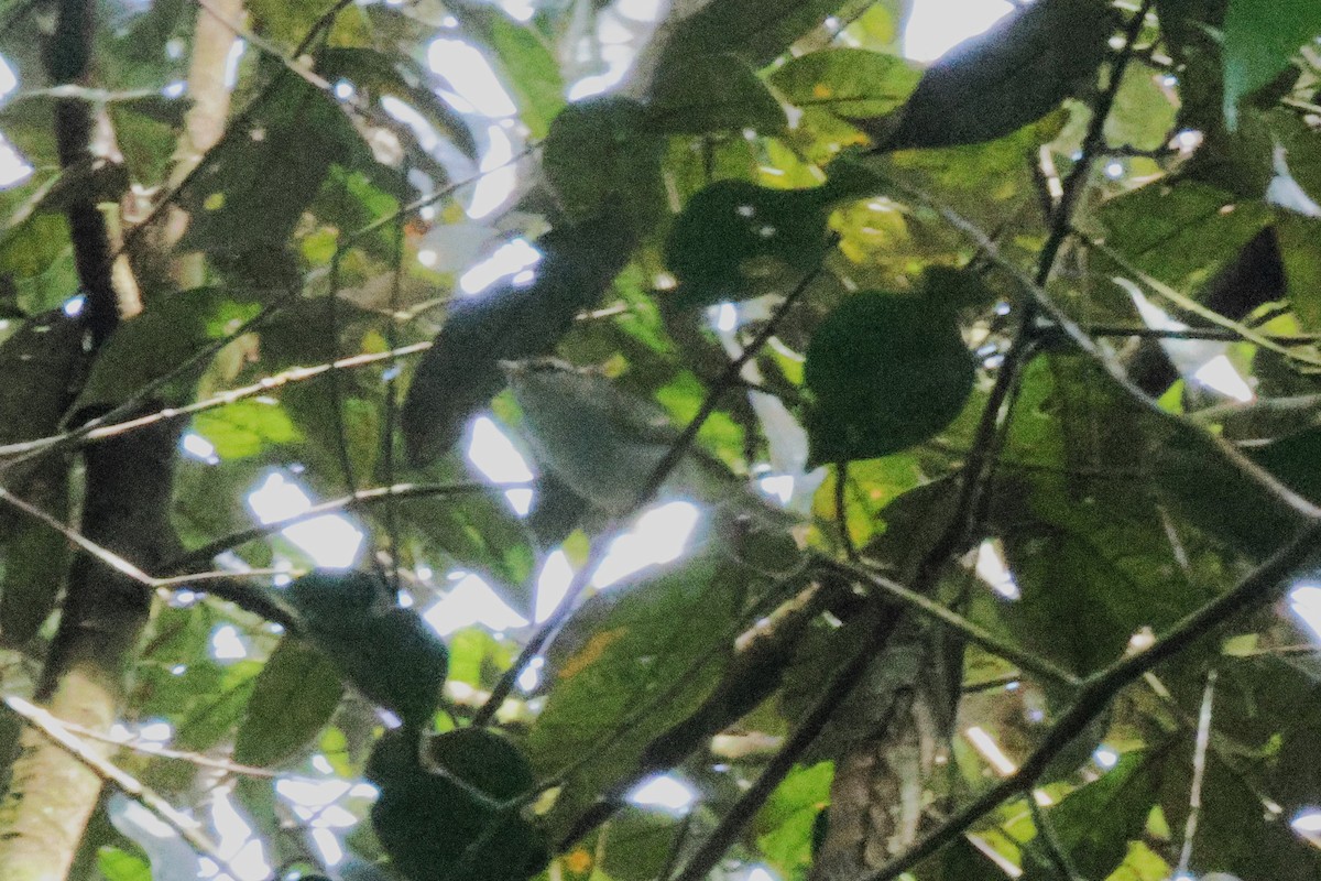 センダイムシクイ - ML646622495